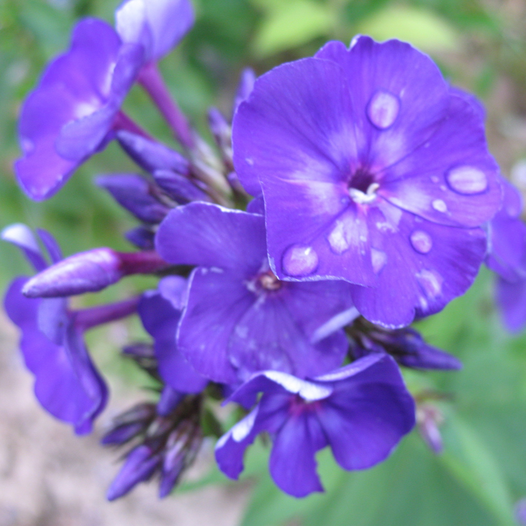 Цветы флокс на поляне