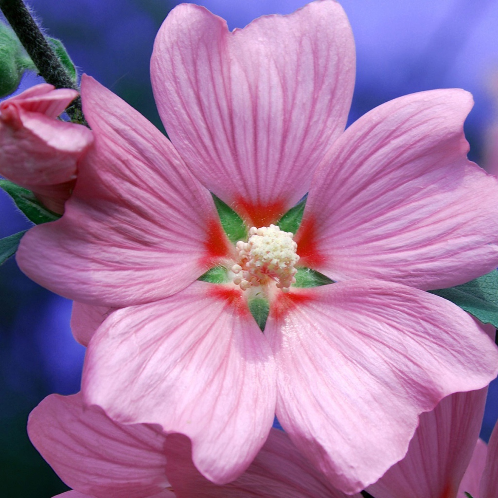 Возьмите цветок