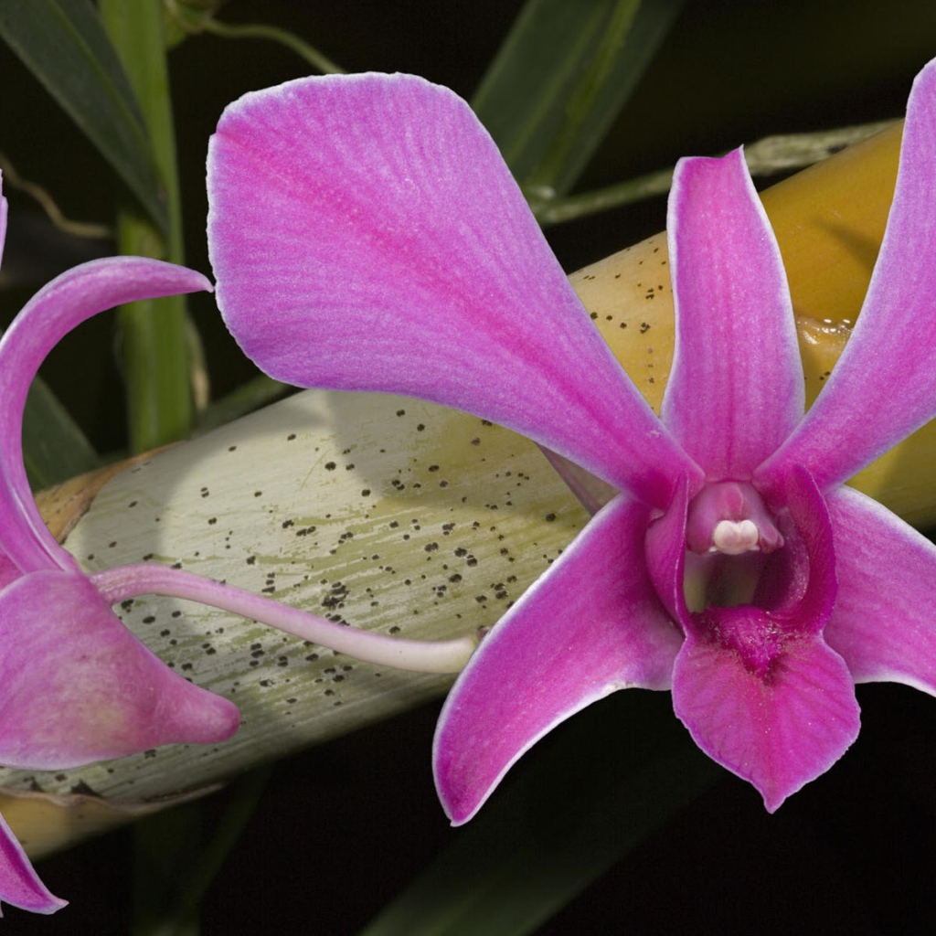 Розовые цветы орхидеи