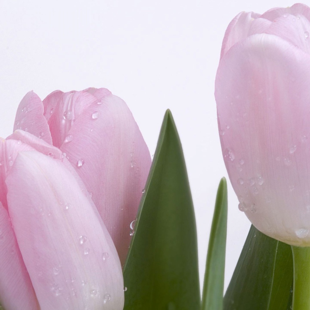 Розовый тюльпан