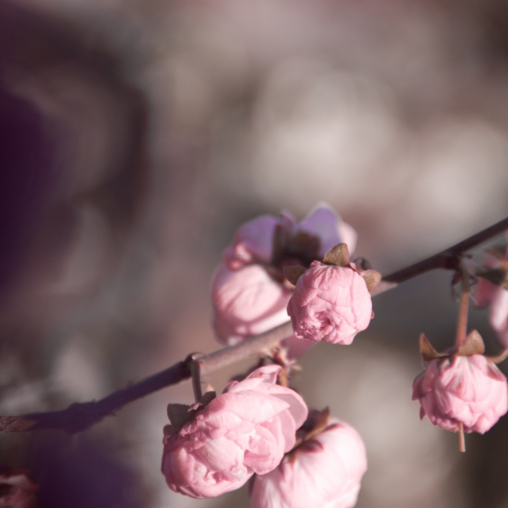 Розовые бутоны на ветке