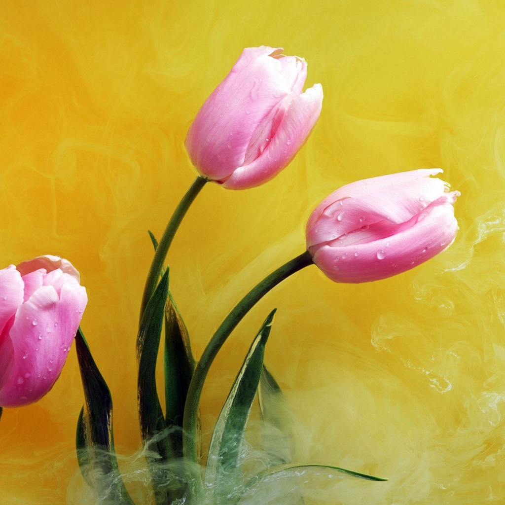 Розовые цветы в желтом дыму