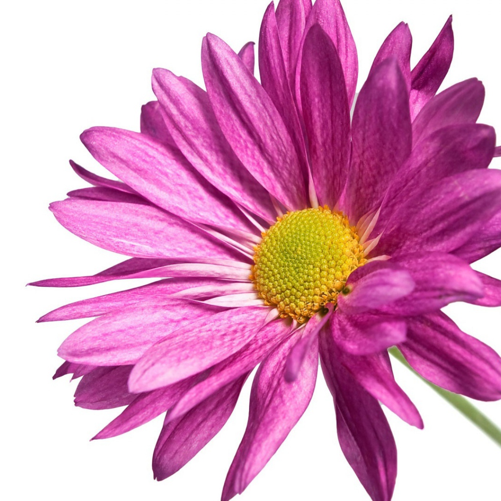 Розовая ромашка