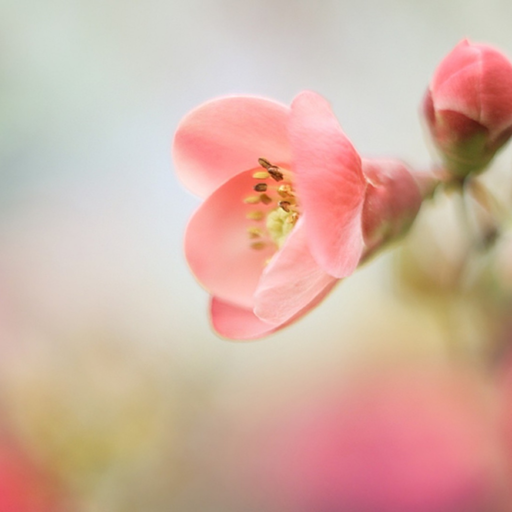 Розовый цветок