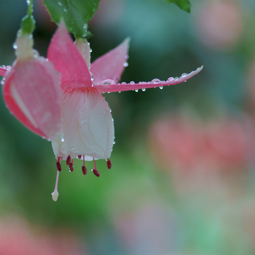 Розовый цветок