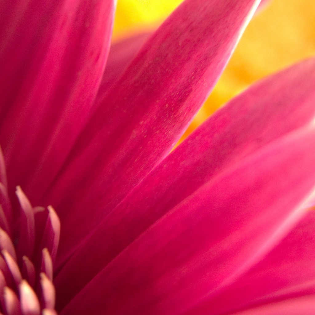 Обои с розовым цветком