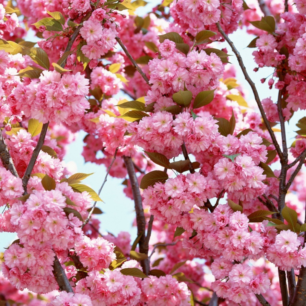 Цвет розовых цветов