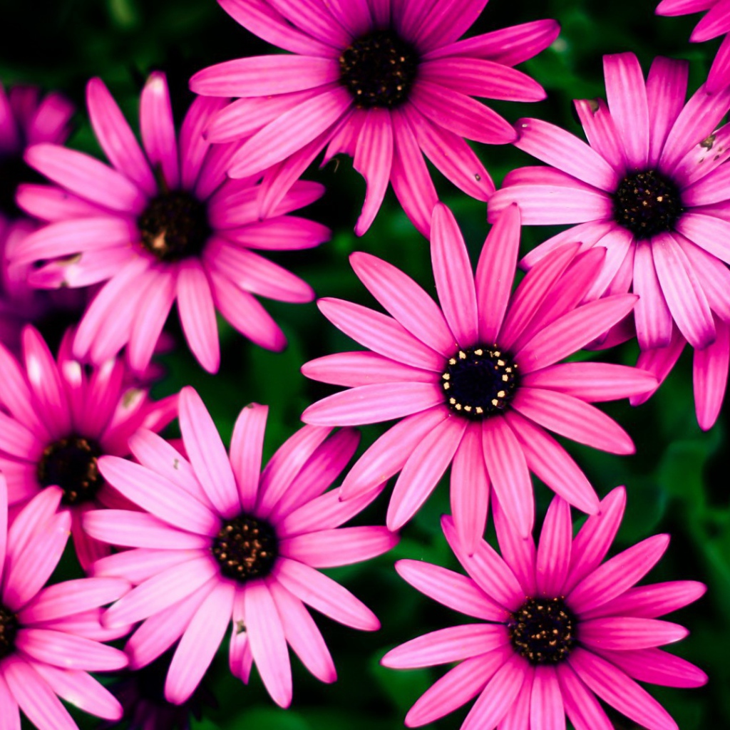 Розовые цветы на фоне зелени