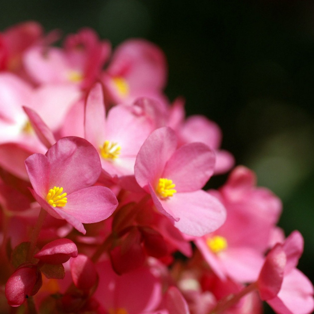 Розовые цветы с желтыми тычинками