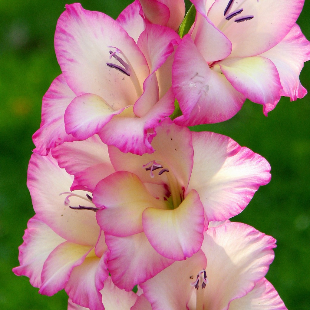 Розовые цветы гладиолуса