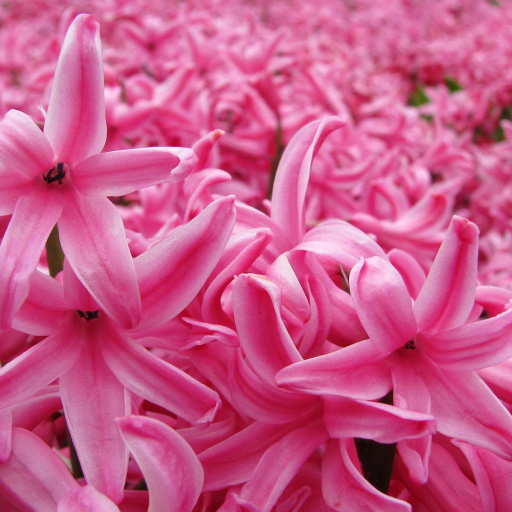 Цветок розовый гиацинт в весеннем саду