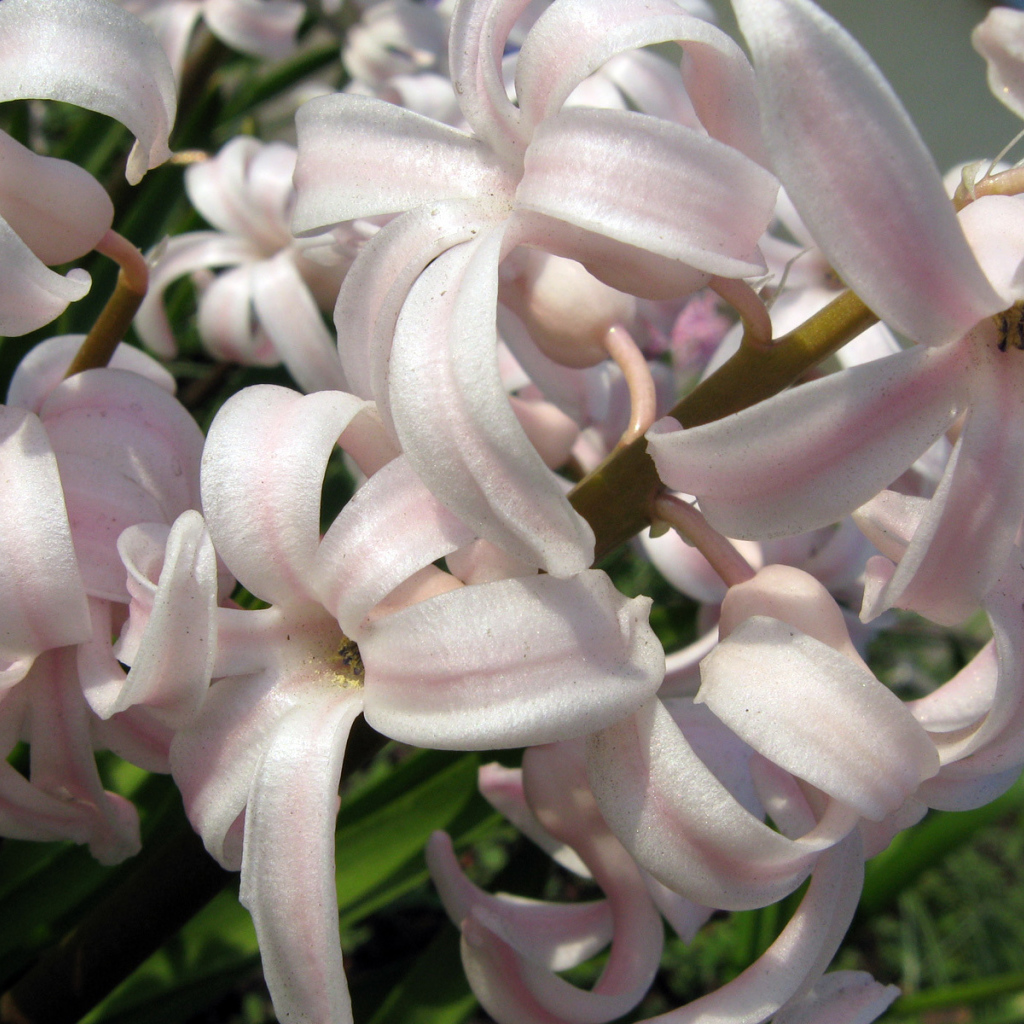 Розовый гиацинт на поляне