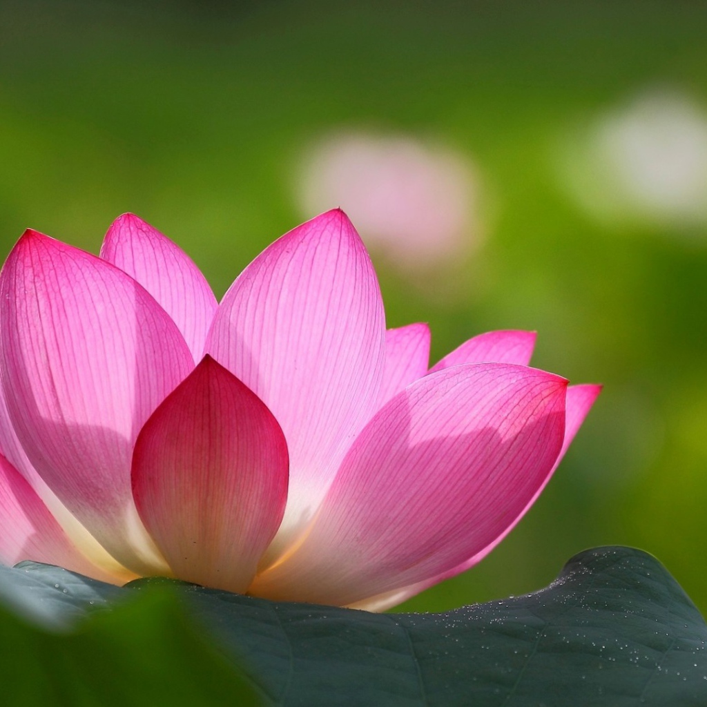 Розовая лилия