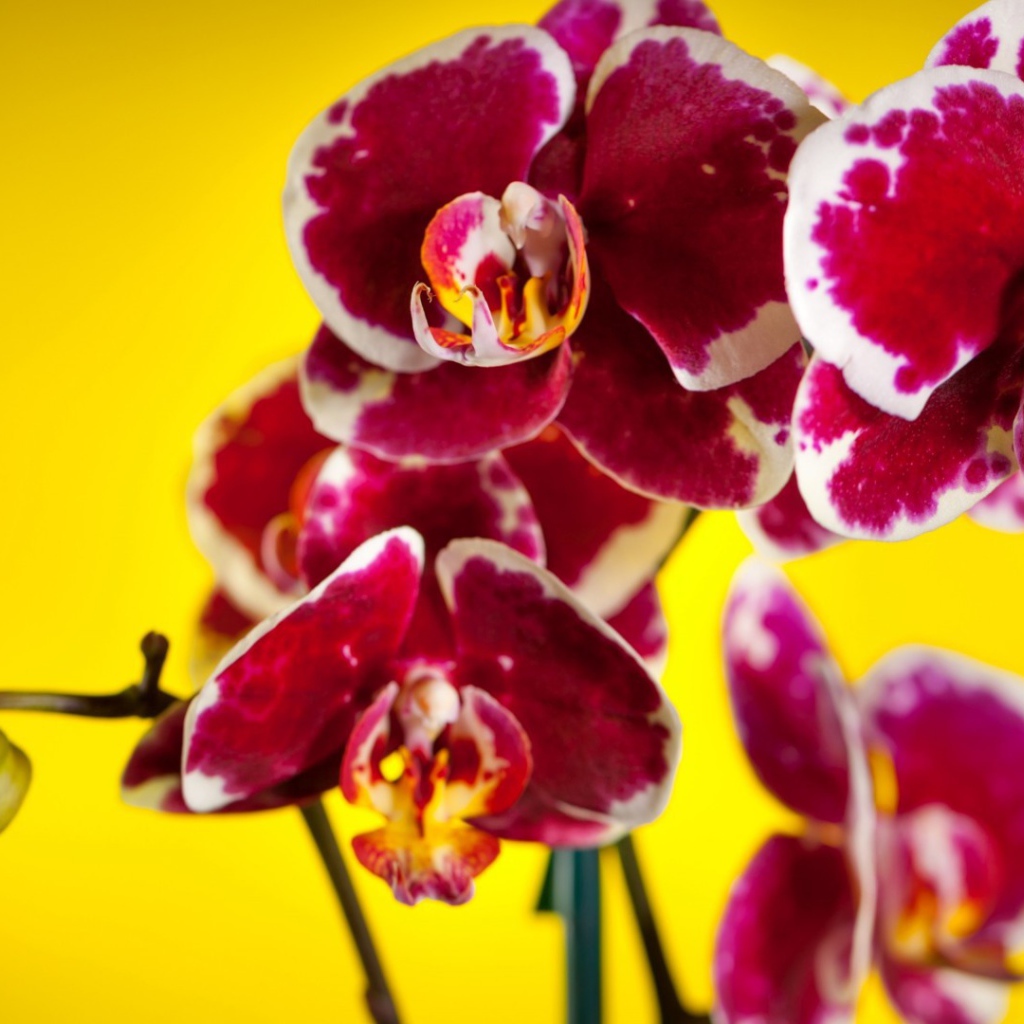 Розовые орхидеи