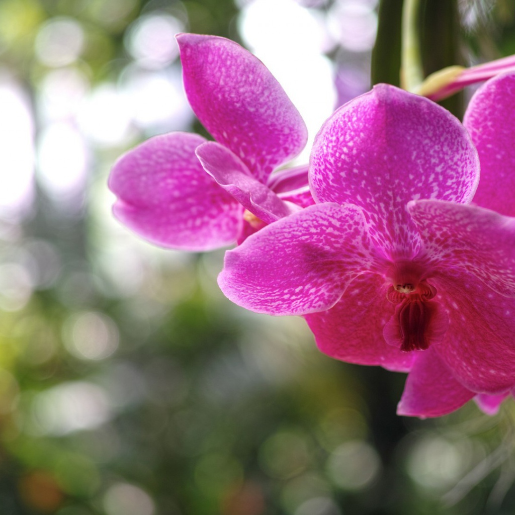 Розовая орхидея