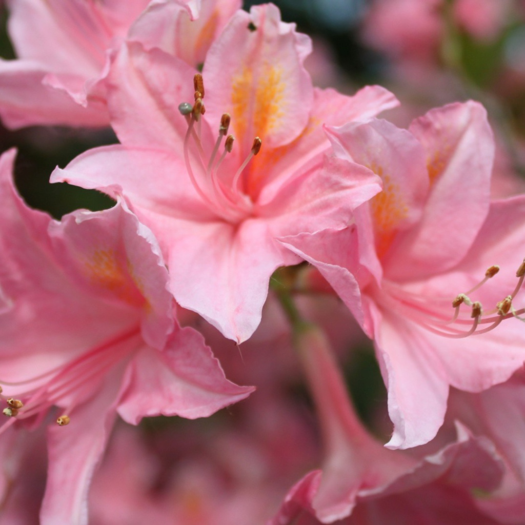 Розовые орхидеи