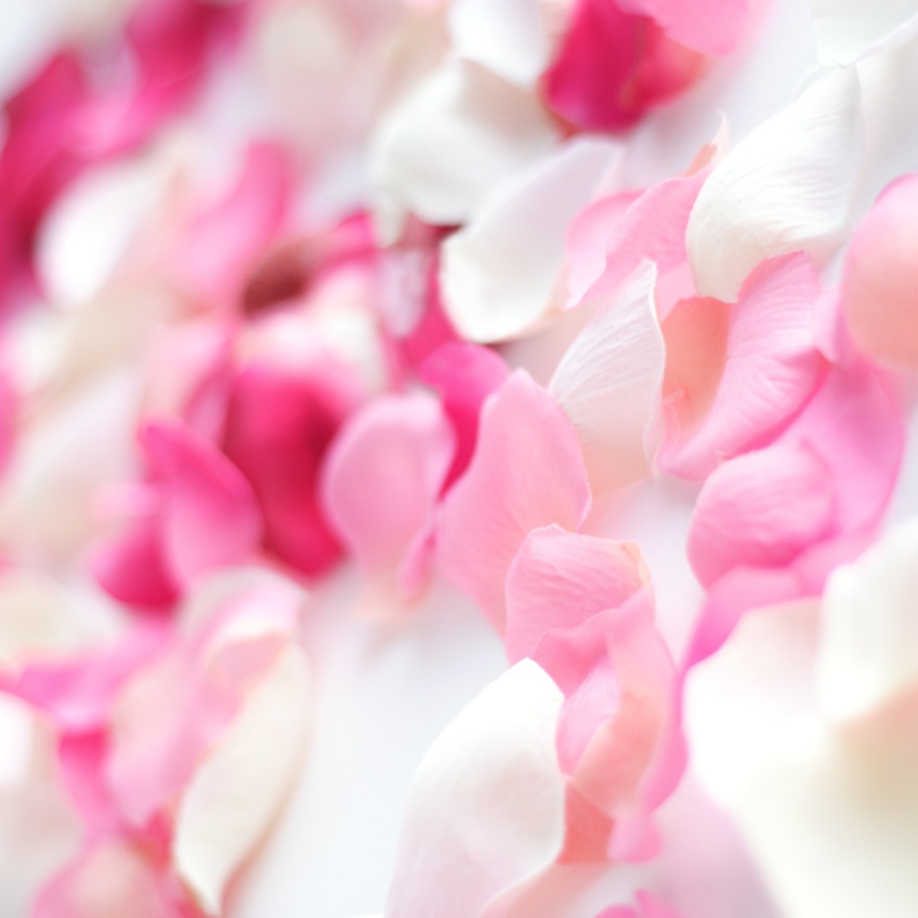 Розовые орхидеи