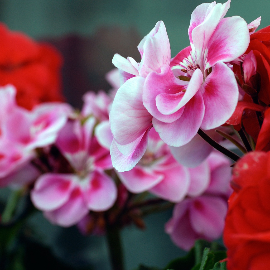 Красные и розовые цветы