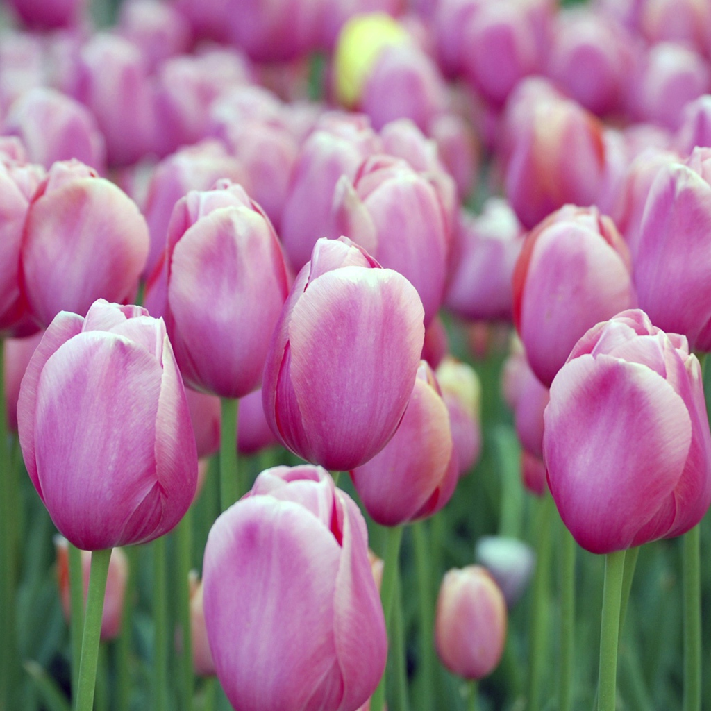 Розовые тюльпаны