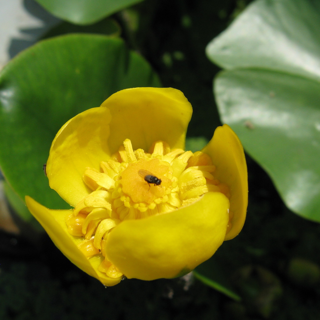 Plant yellow Potbelly
