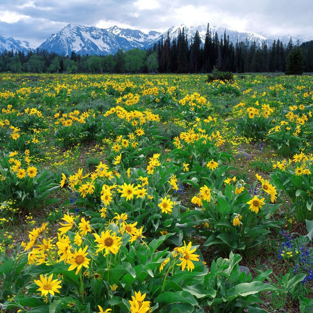 Плантация желтых цветов