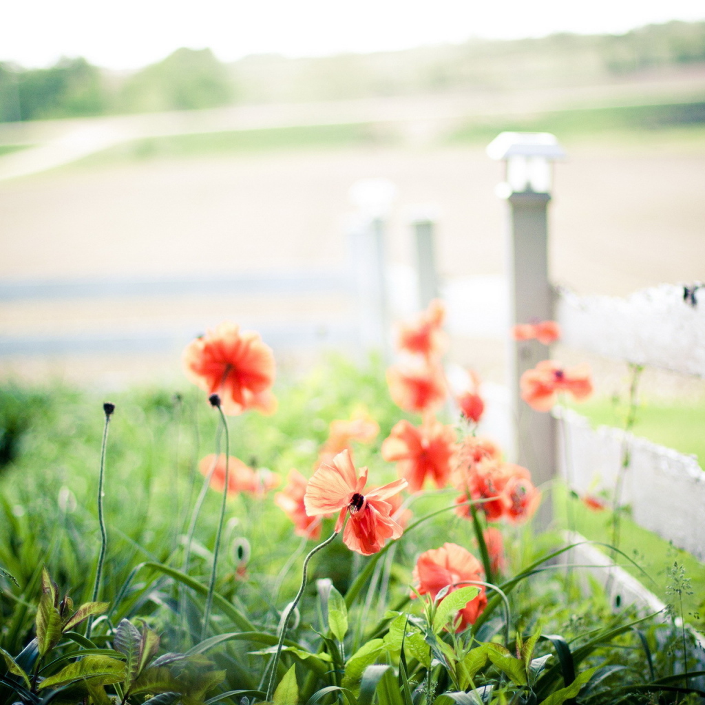 Маки у забора