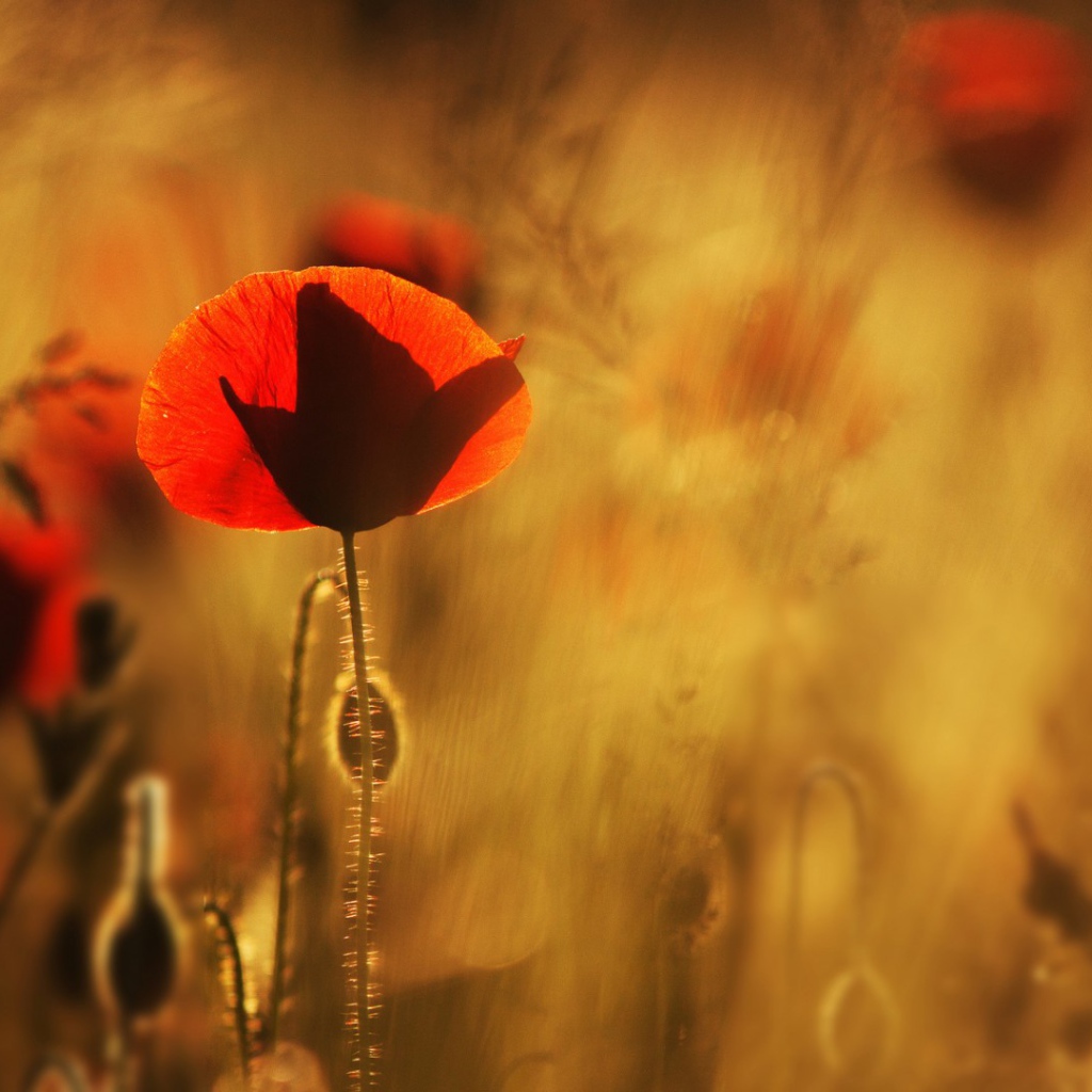 Маки в лучах солнца