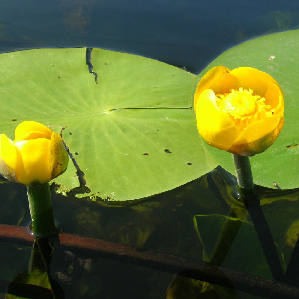 Красивый цветок кубышка на воде