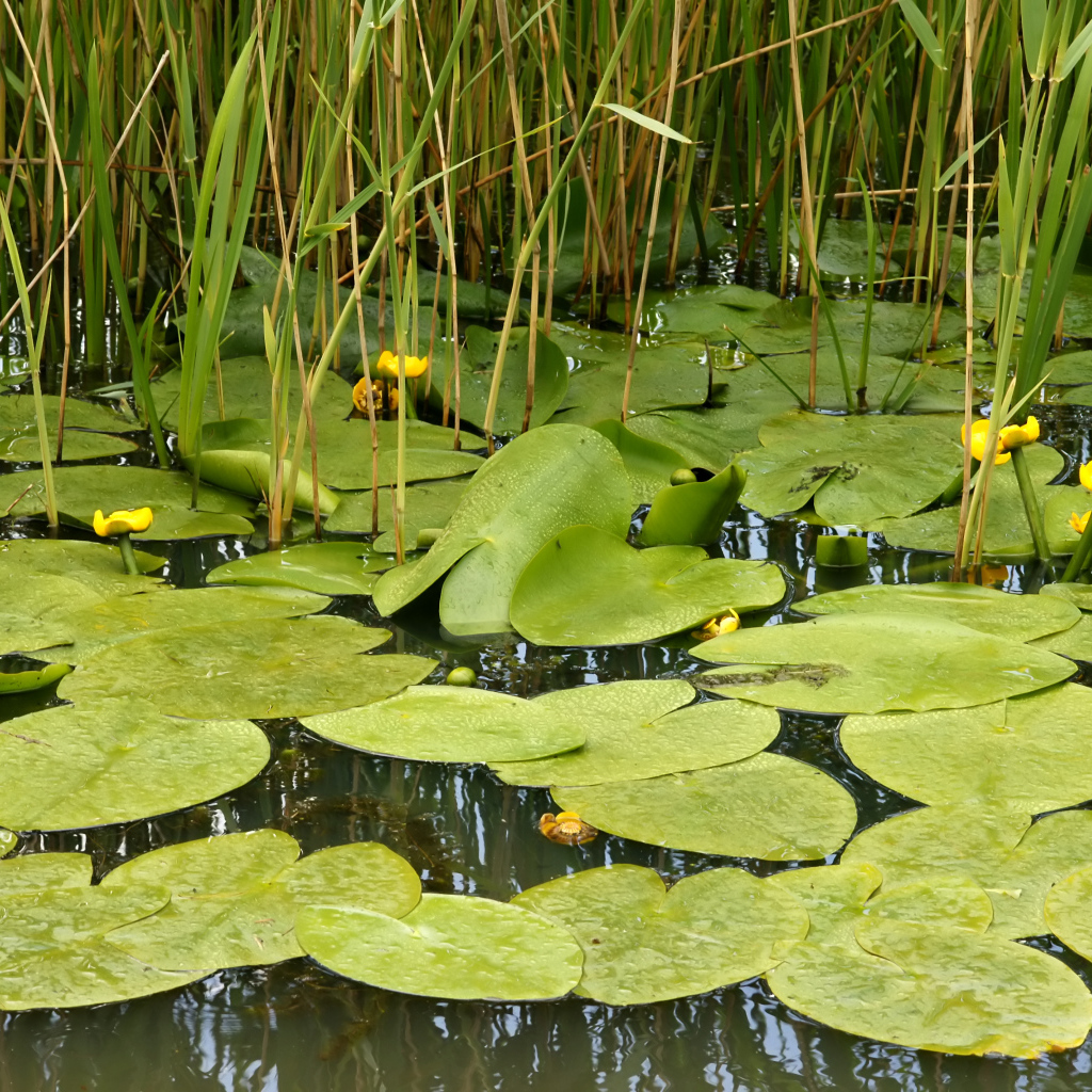 Растение кубышка на болоте