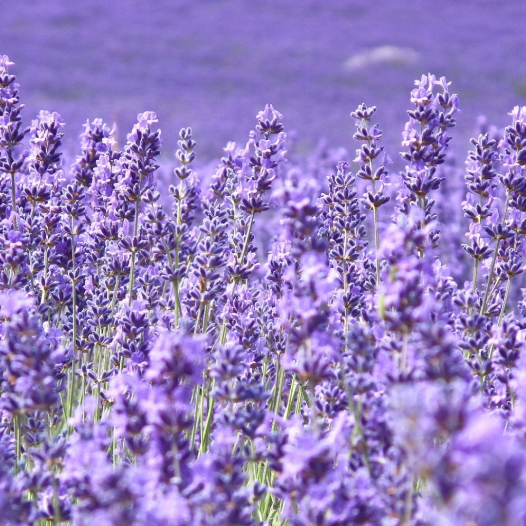 Cтепная трава