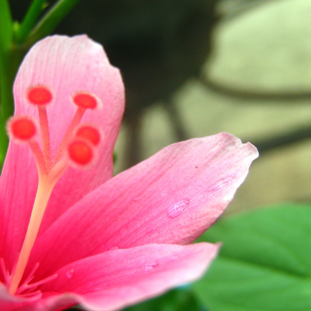 Нетронутый цветок