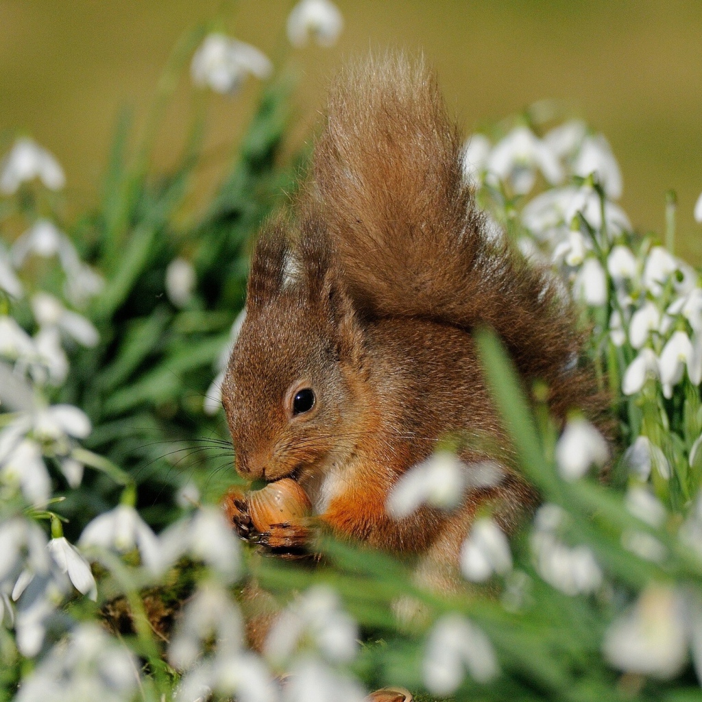 Белка и красивые цветы подснежники