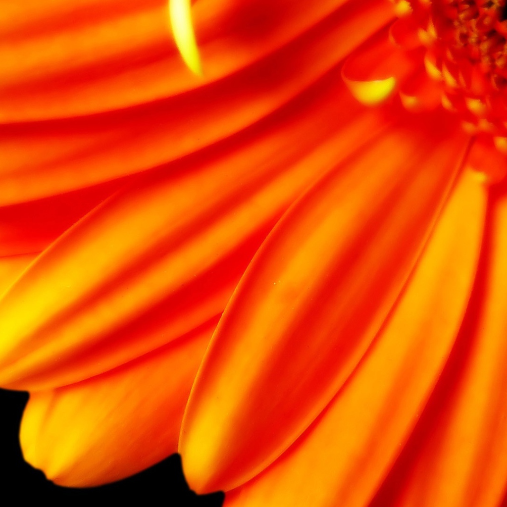 Большой оранжевый цветок