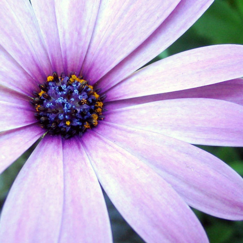 Сиреневая астра