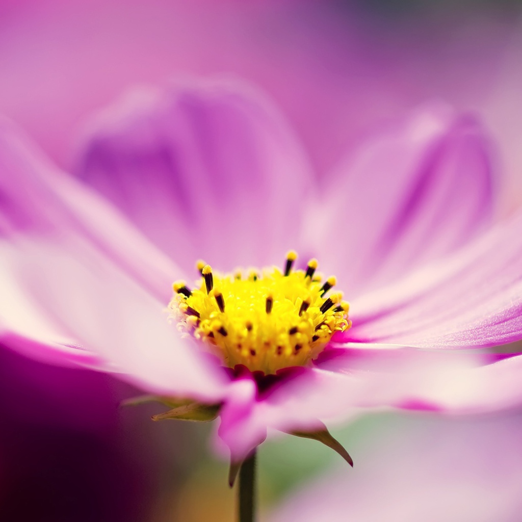 Сиреневые космические цветы