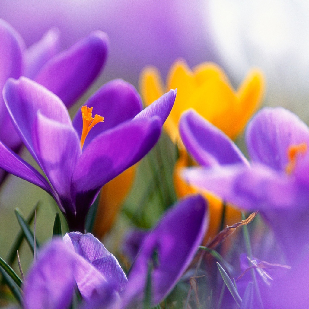 Сиреневые крокусы