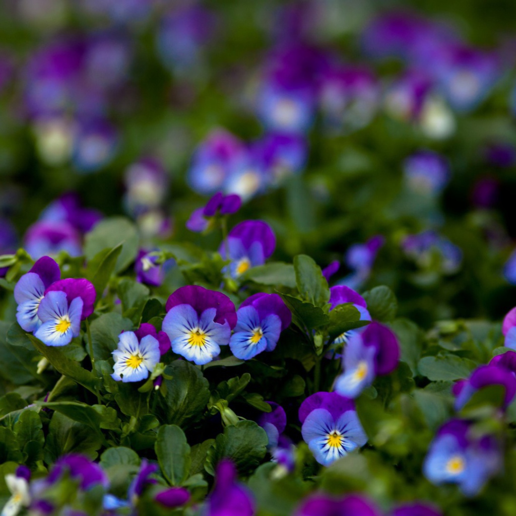 Фиолетовые цветы