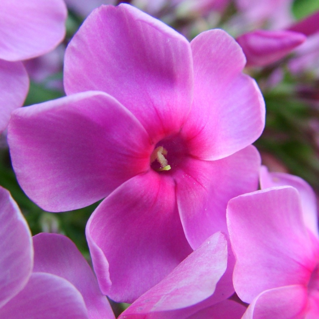 Фиолетовые цветы