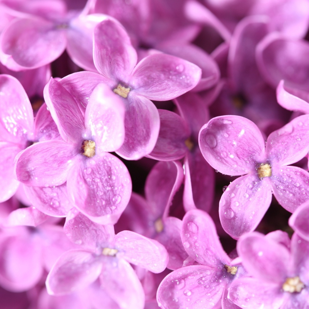 Сиреневые цветы с каплями