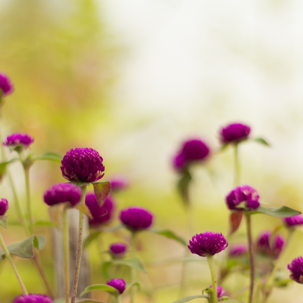 Фиолетовые садовые цветы