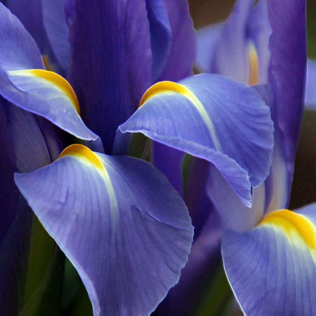 Великолепный фиолетовый цветок