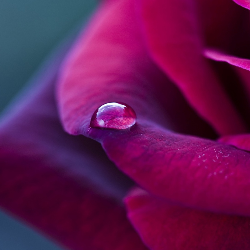 Фиолетовая роза и капелька дождя