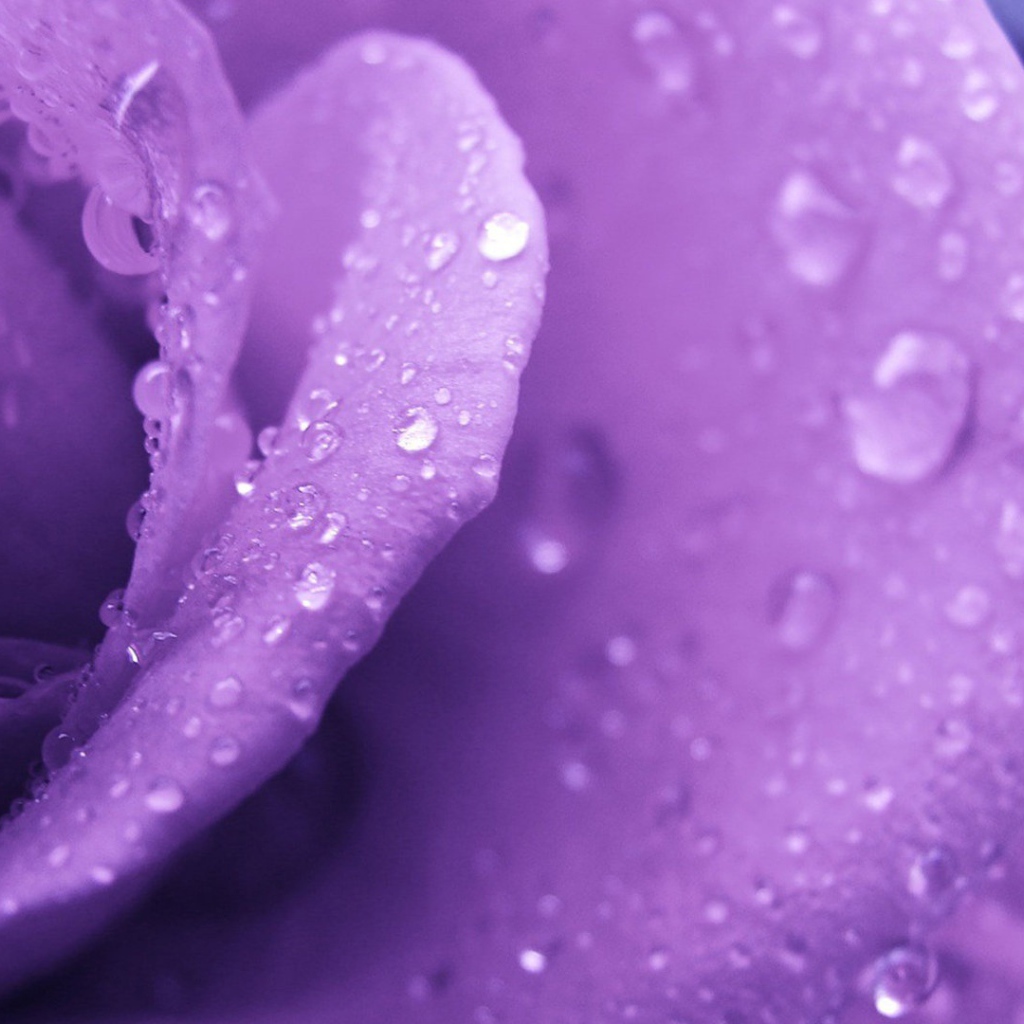 Фиолетовая роза и капельки воды