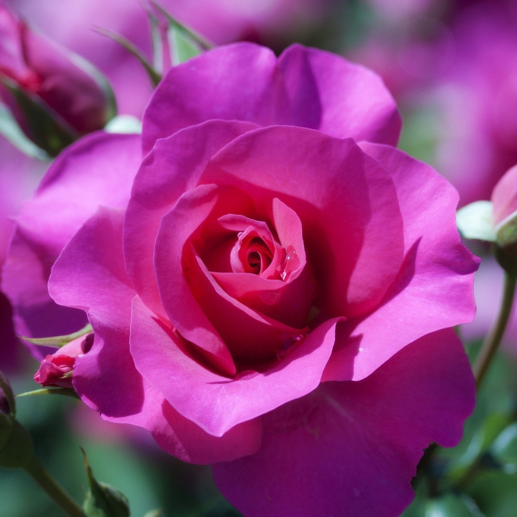 Фиолетовая роза распускается