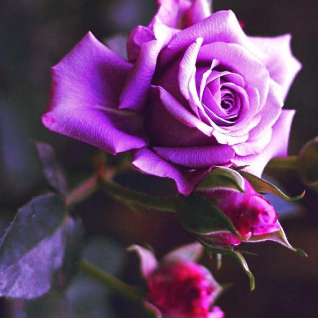 Фиолетовая роза расцвела