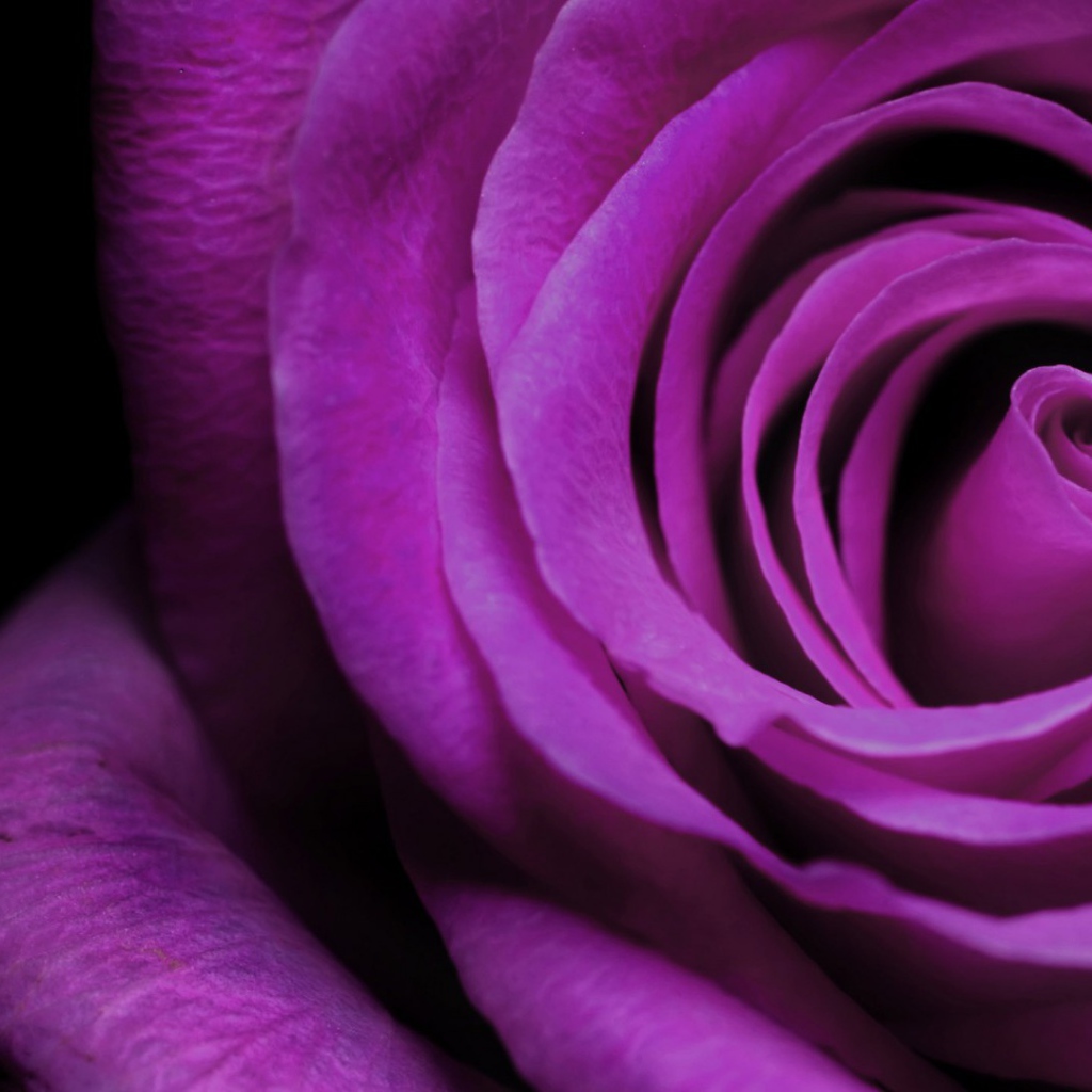 Purple rose close up on a black background