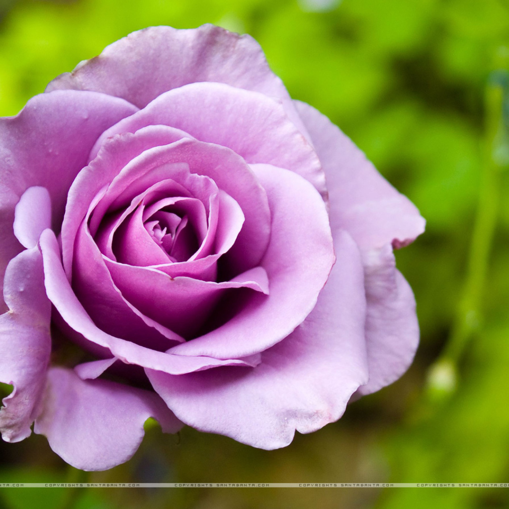 Фиолетовая роза в клумбе на фоне зелени