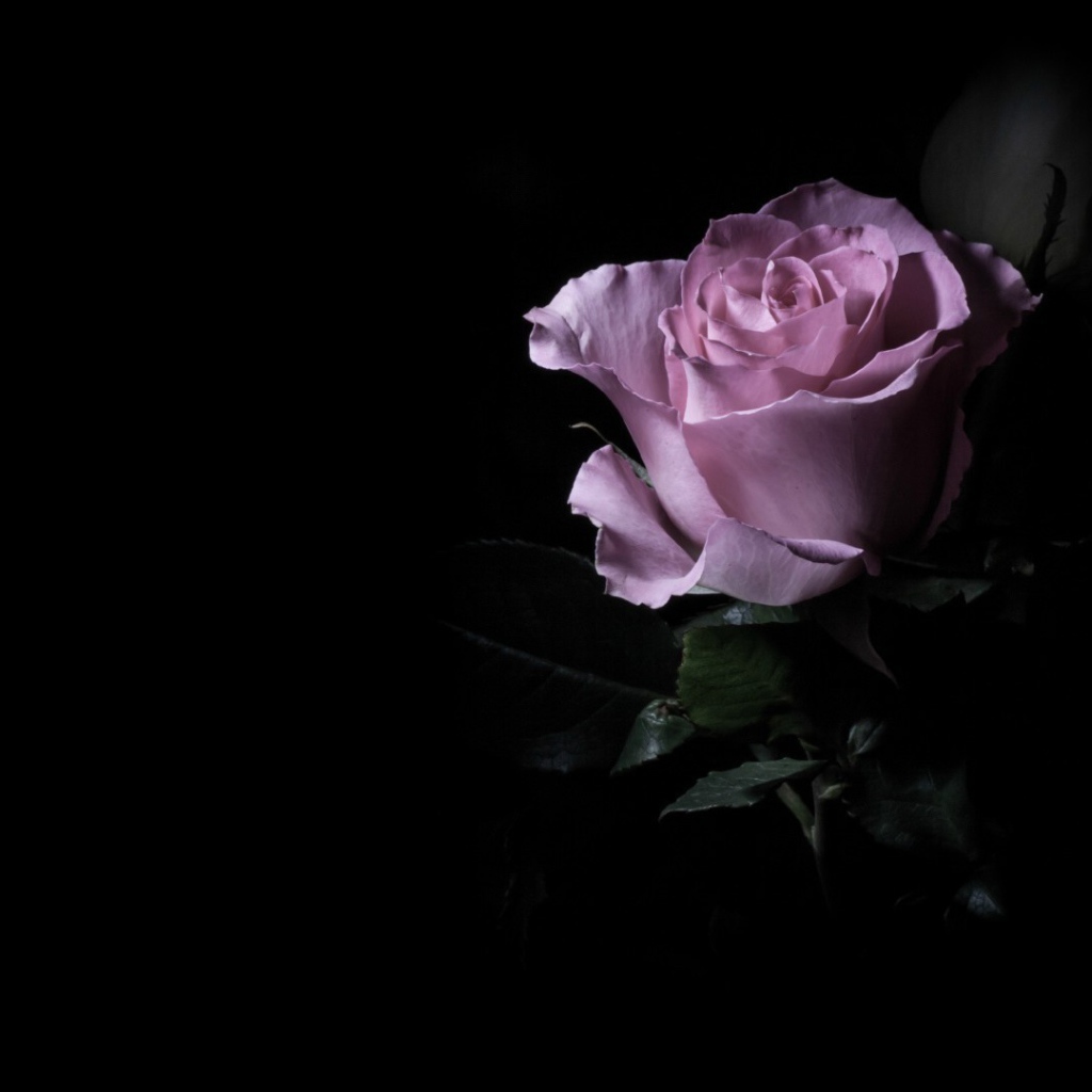 Фиолетовая роза в темноте