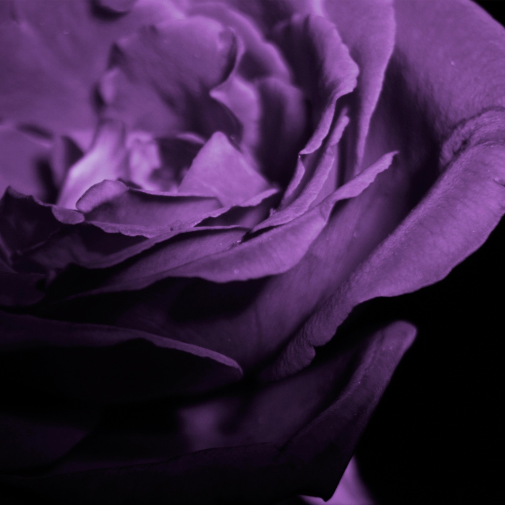 Фиолетовая роза в тени