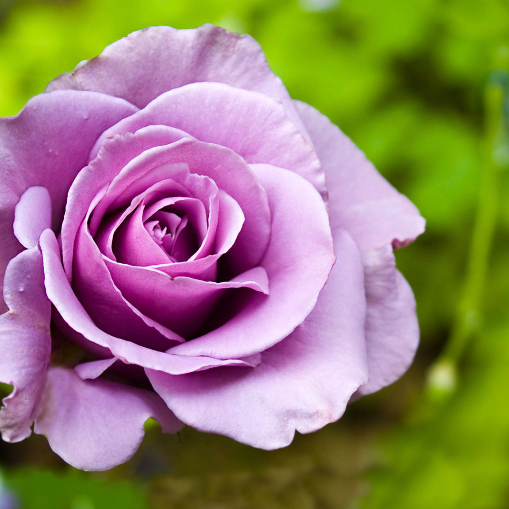 Фиолетовая роза на фоне травы